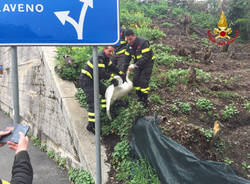 aprile 2016 liberato cigno a luino