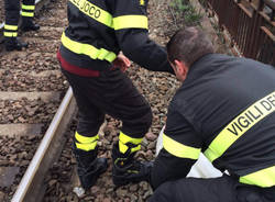 aprile 2016 liberato cigno a luino