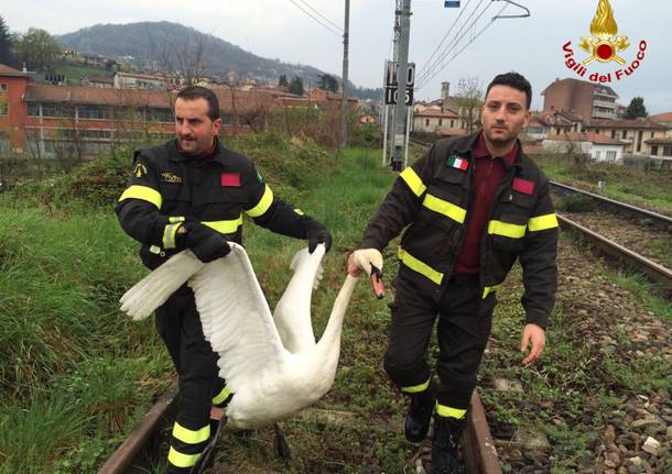 aprile 2016 liberato cigno a luino