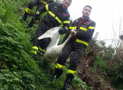 aprile 2016 liberato cigno a luino