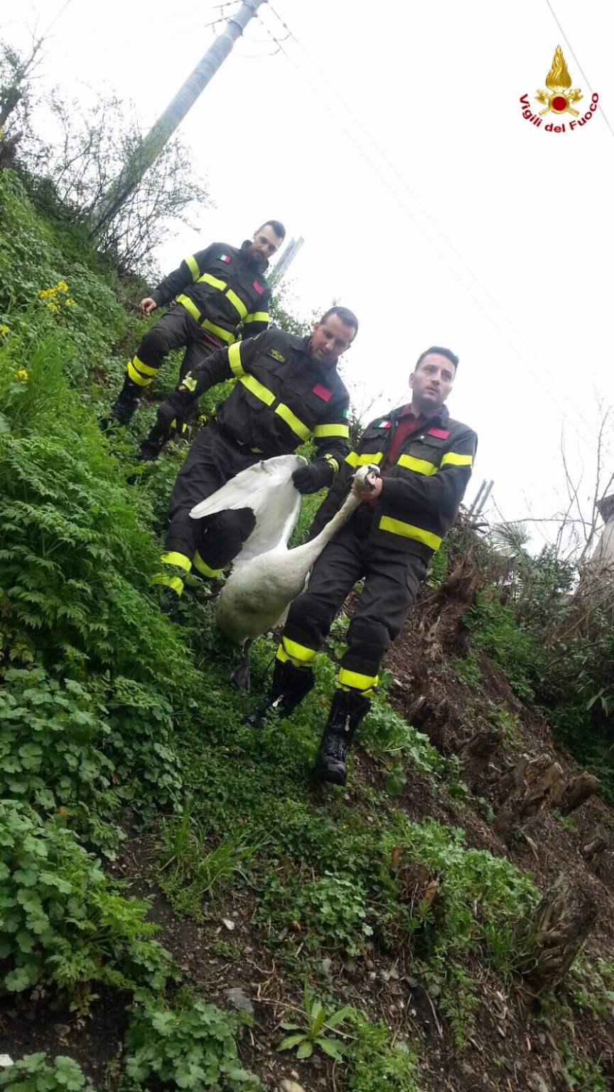 aprile 2016 liberato cigno a luino