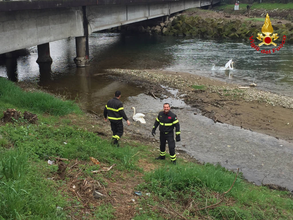 aprile 2016 liberato cigno a luino
