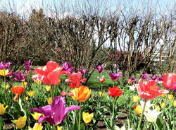 La settimana dei tulipani a Villa Taranto - Verbania 
