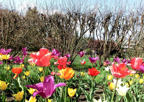 I tulipani a Villa Taranto
