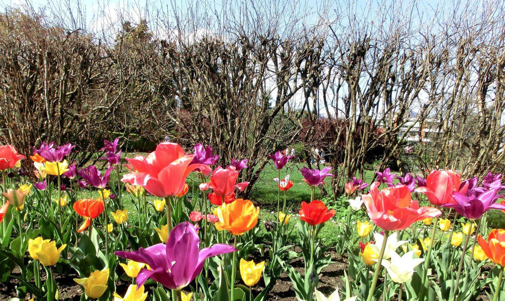 La settimana dei tulipani a Villa Taranto - Verbania 