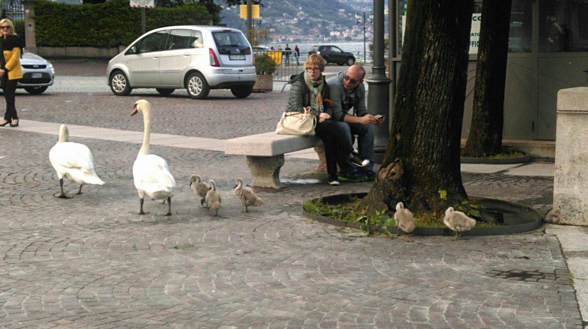 Cigni in piazza - foto di Cristina