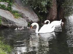 La famiglia di cigni a passeggio