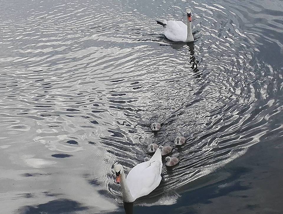 La famiglia di cigni a passeggio