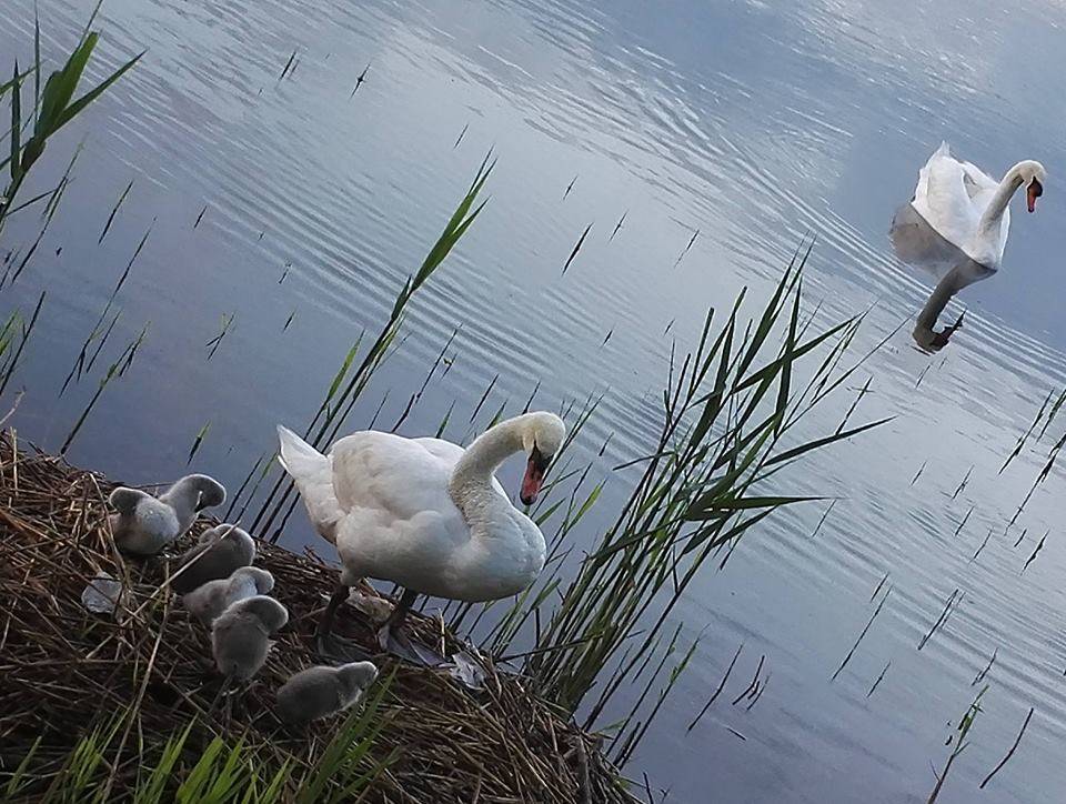 La famiglia di cigni a passeggio