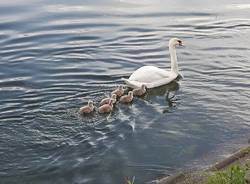 La famiglia di cigni a passeggio