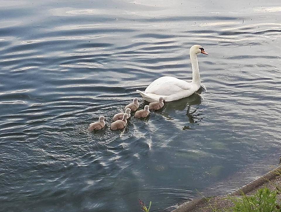 La famiglia di cigni a passeggio