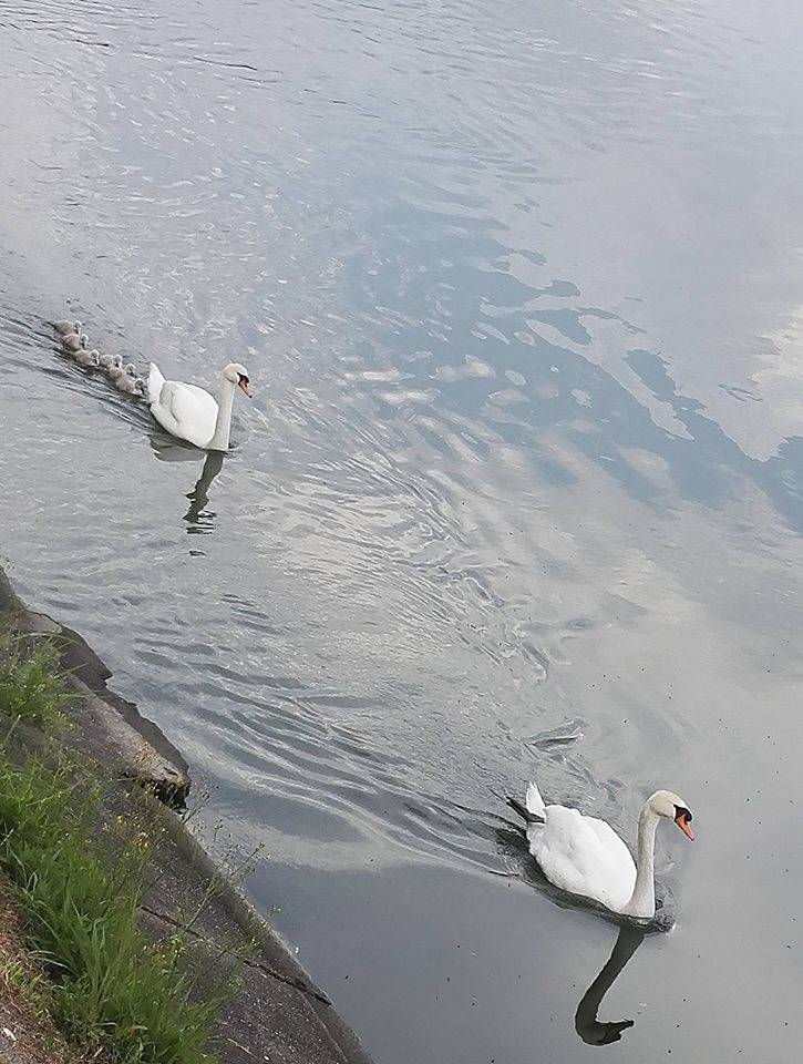 La famiglia di cigni a passeggio