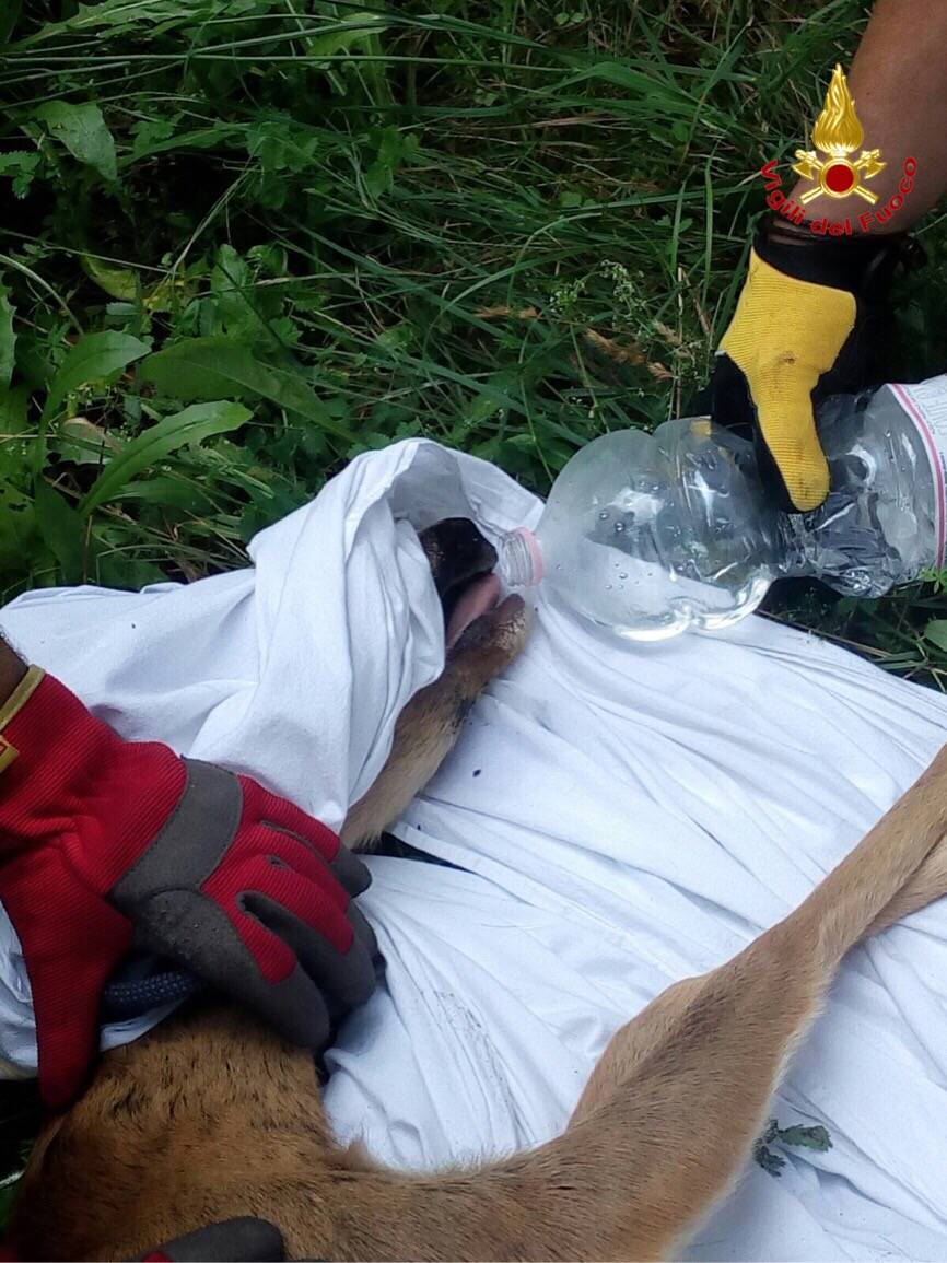 Liberato dai vigili del fuoco un capriolo intrappolato