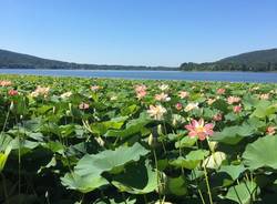 Ninfee sul lago di Comabbio