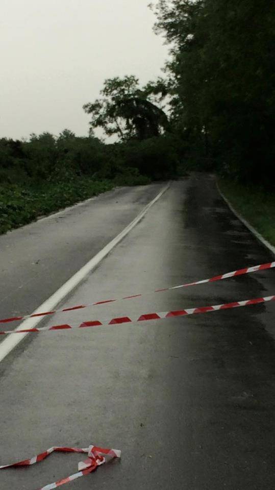 Alberi caduti e disagi sul Basso Verbano