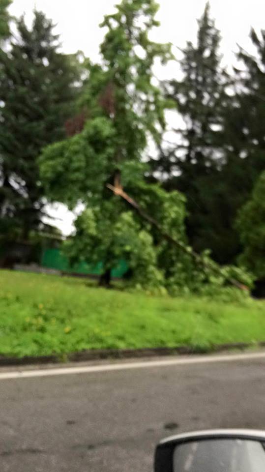 Alberi caduti e disagi sul Basso Verbano