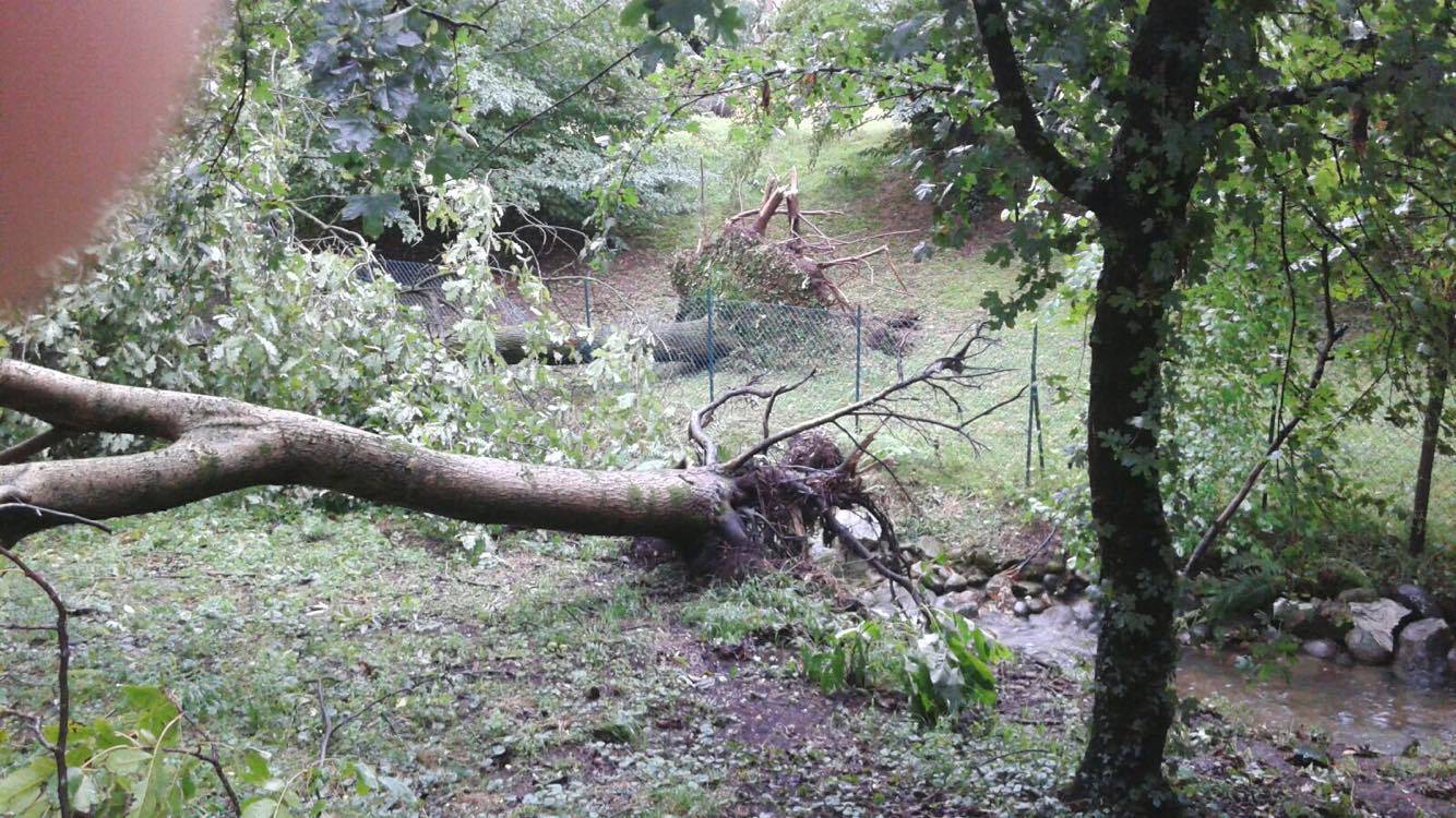 Alberi caduti e disagi sul Basso Verbano