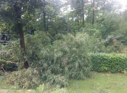 Alberi caduti e disagi sul Basso Verbano