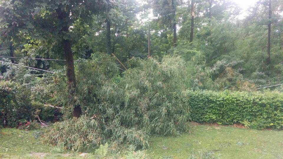 Alberi caduti e disagi sul Basso Verbano