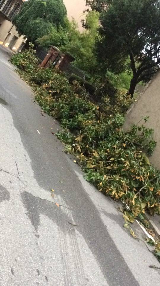 Alberi caduti e disagi sul Basso Verbano