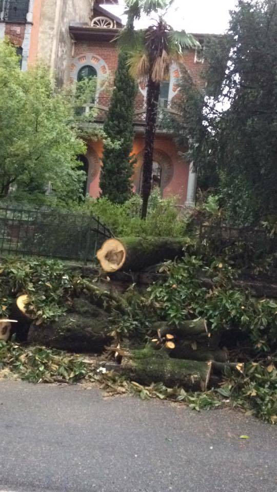 Alberi caduti e disagi sul Basso Verbano
