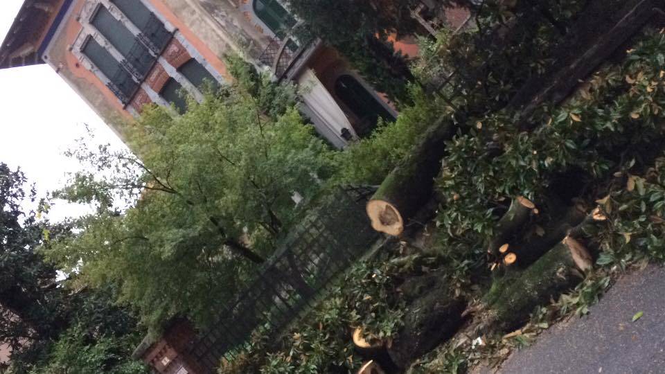 Alberi caduti e disagi sul Basso Verbano