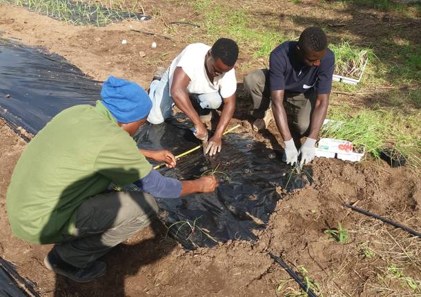 I migranti diventano agricoltori