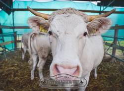 fiera degli agricoltori monvalle