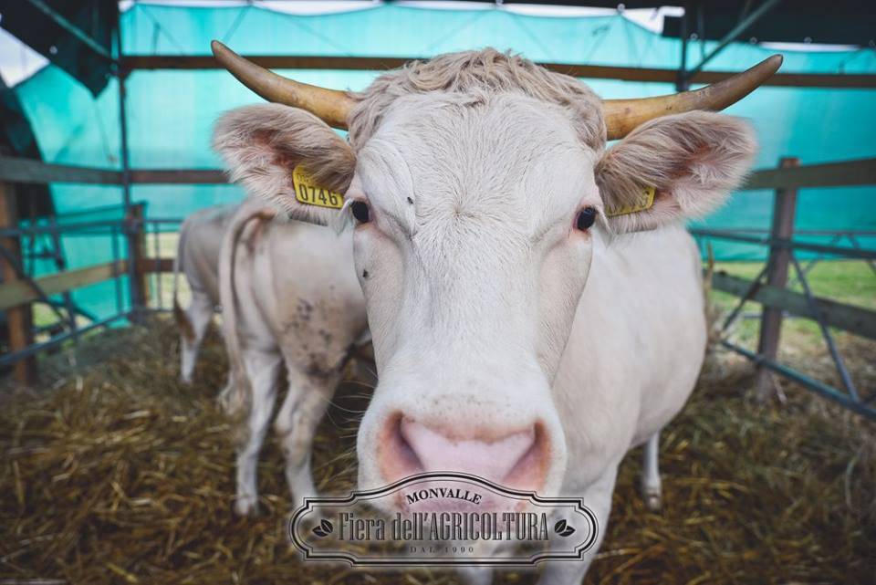 fiera degli agricoltori monvalle