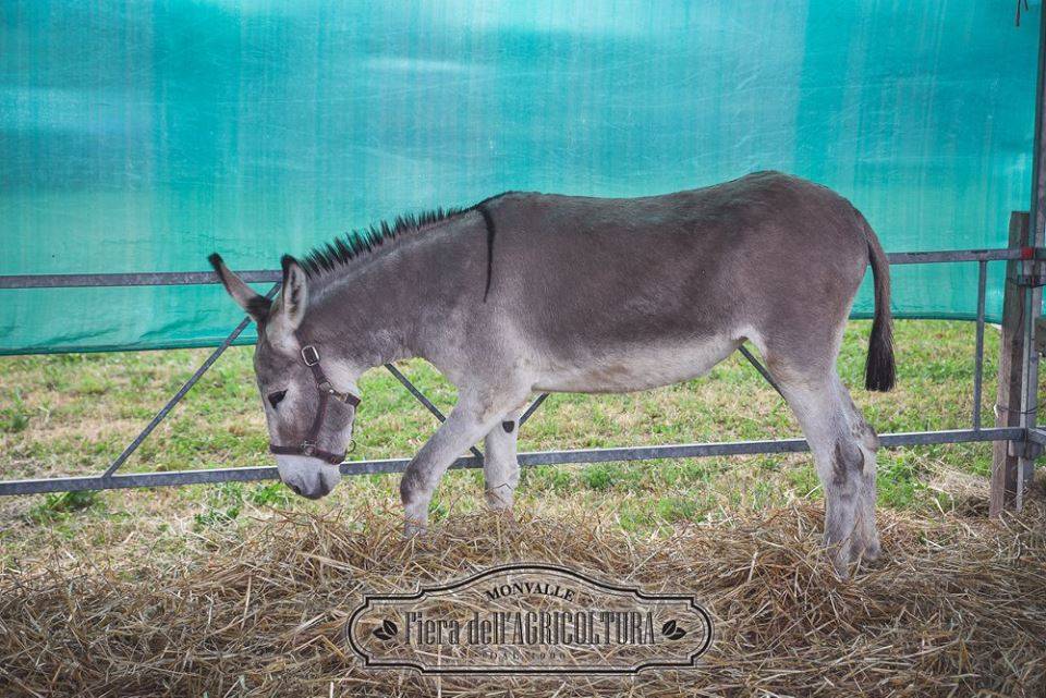 fiera degli agricoltori monvalle