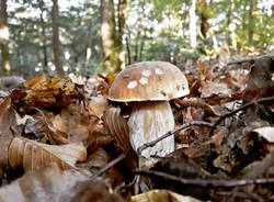 funghi 12 ottobre 2016