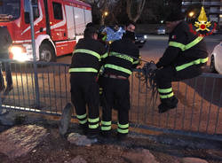 capriolo salvato Luino