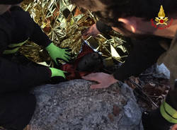 capriolo salvato Luino