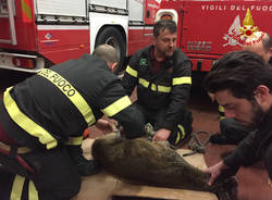 capriolo salvato Luino