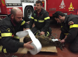 capriolo salvato Luino