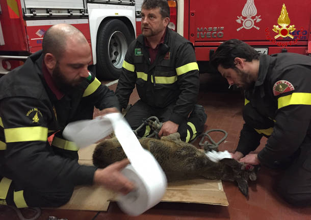 Capriolo salvato dai vigili del fuoco