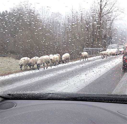 Nevicata 10 gennaio 2017