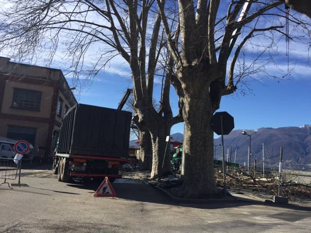 La potatura dei platani al Lido