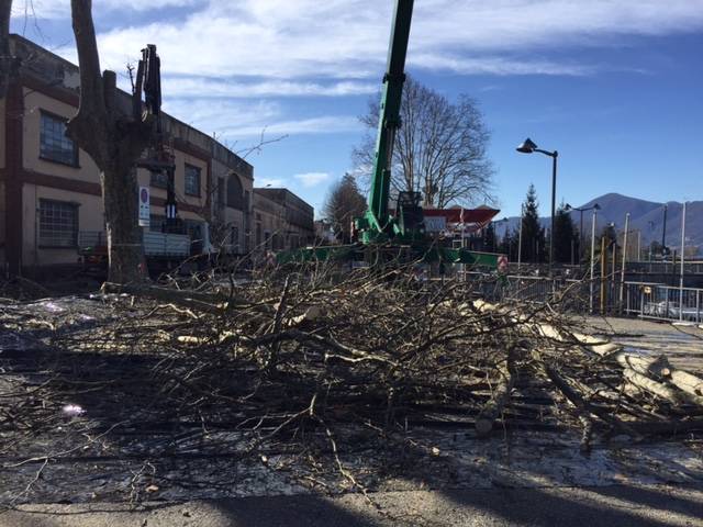 La potatura dei platani al Lido