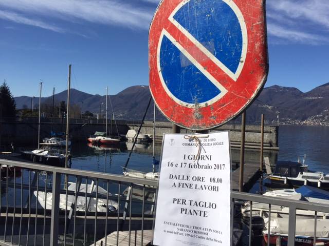 La potatura dei platani al Lido