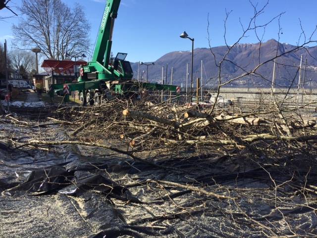 La potatura dei platani al Lido