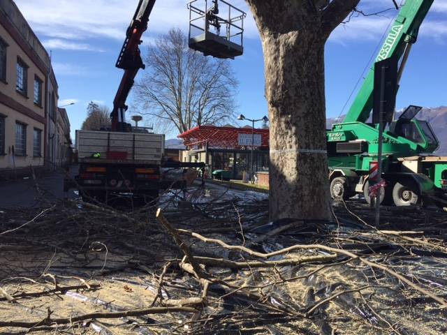 La potatura dei platani al Lido