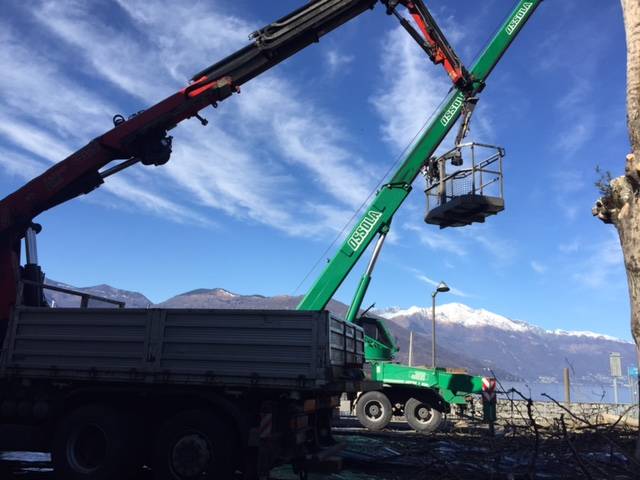 La potatura dei platani al Lido