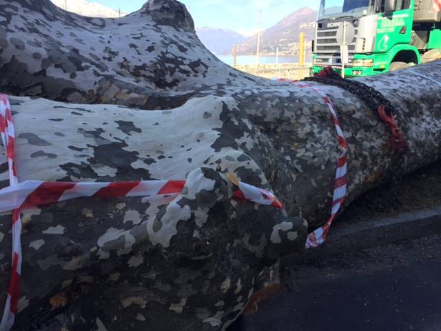 La potatura dei platani al Lido