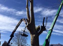 La potatura dei platani al Lido