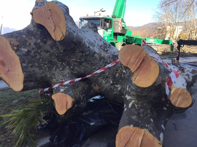 La potatura dei platani al Lido