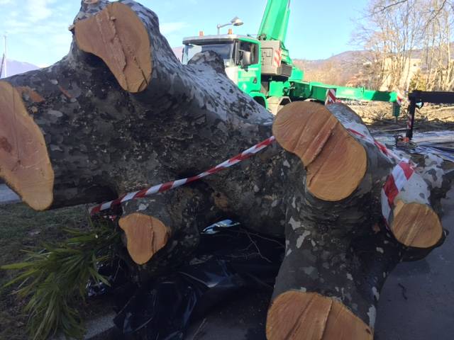 La potatura dei platani al Lido