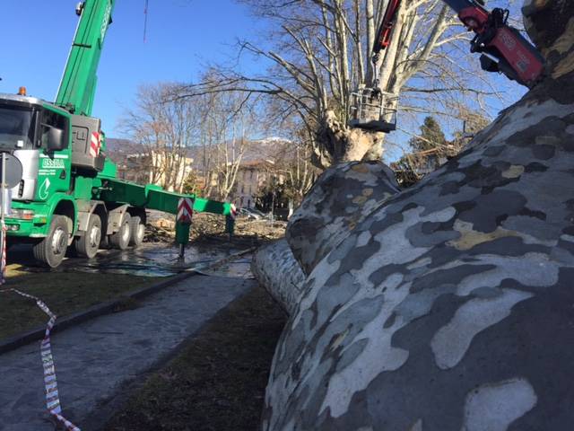 La potatura dei platani al Lido