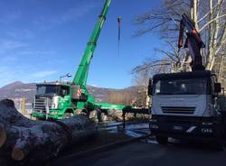 La potatura dei platani al Lido