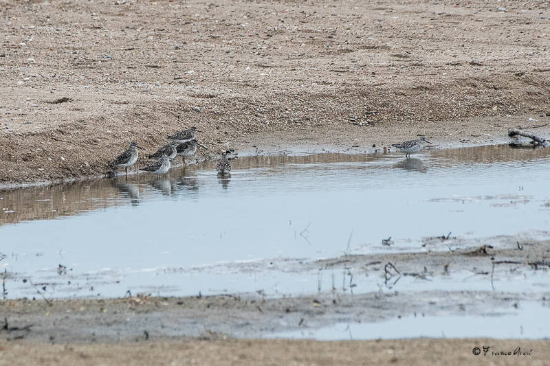 Alla foce del Tresa una piccola Camargue